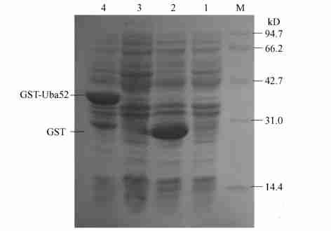 9 : CK2 252 831 Fig.