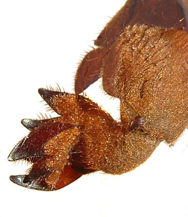 Τα πόδια των εντόμων ποικίλουν σε σχήμα