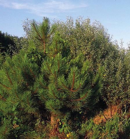 Αιτήματα για την πρόσβαση σε διανυσματικά αρχεία ανοιχτής υβριδικής μορφής (.shp) θα πρέπει να αποσταλούν στους κατόχους των δεδομένων. A2.