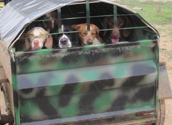 ΣΥΣΚΕΥΗ ΠΑΡΑΤΗΡΗΣΕΙΣ Εξαιρετικά σημαντική μείωση των υποθέσεων λαθροθηρίας αλλά και κυρίως της παράνομης εκπαίδευσης σκύλων στην περιοχή Καβο Γκρέκο