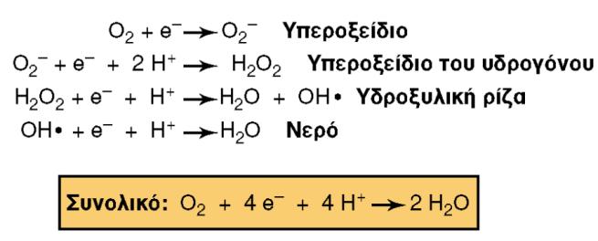 δραστικές μορφές χλωριδίου (reactive chloride species, RCS). 178 Από όλες τις ενώσεις που προέρχονται από τον οξειδωτικό μεταβολισμό, οι ROS είναι αυτές που παράγονται σε μεγαλύτερη αφθονία.