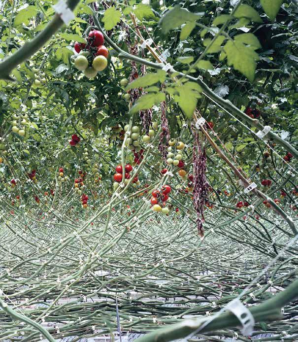 Freya Najade 121 Freya Najade, Ντομάτες I, 2012, από τη σειρά Strawberries in