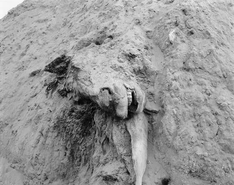 Η Νεκρή Δύση The Dead West 35 Richard Misrach, Νεκρά Ζώα #327, Νεβάδα, 1987, από τη σειρά Desert Cantos.