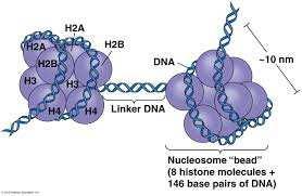 To DNA µέσα στον πυρήνα του κυττάρου είναι διπλωµένο (πακεταρισµένο) και προστατευµένο από πρωτεΐνες.