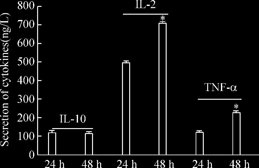 Cytokine secretion in supernatant of T lymphocyte in different time after being stimulated by ConA. T x 珋 ± s. n = 18. * P < 0. 05 vs 24 h group. H = 82 P < 6 0. 05 5 48 h 24 h P < 0.