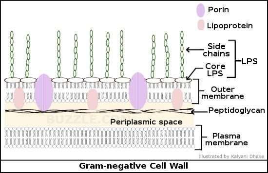 Βακτηριακή εξωτερική μεμβράνη και Λιποπολυσακχαρίτες (LPS) Εξωτερική μεμβράνη: 1.