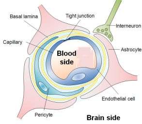 Διέλευση του αιματοεγκεφαλικού φραγμού (ΒΒΒ) Ο ΒΒΒ περιορίζει τη μεταφορά ουσιών από τη γενική κυκλοφορία στο Κεντρικό Νευρικό Σύστημα (ΚΝΣ) Όμως φλεγμονή μπορεί να προκληθεί και εντός ΚΝΣ έπειτα από