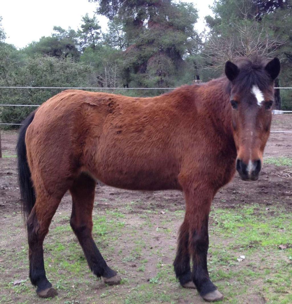 Η Τσιπίτα είναι το θαύμα της φύσης. Είναι ένα κοντό, ελληνικής ράτσας άλογο.
