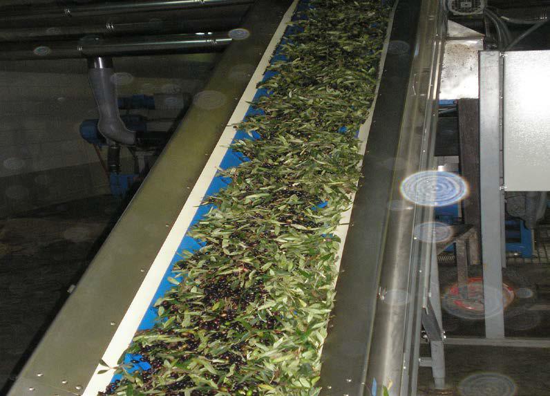 Η επεξεργασία αρχίζει με τις ελιές να τοποθετούνται αρχικά στη χοάνη παραλαβής ελαιοκάρπου. Στην συνέχεια ο καρπός περνάει από ειδική αυτόματη μηχανή (αποφυλλωτήριο) για καθάρισμα από τα φύλλα.
