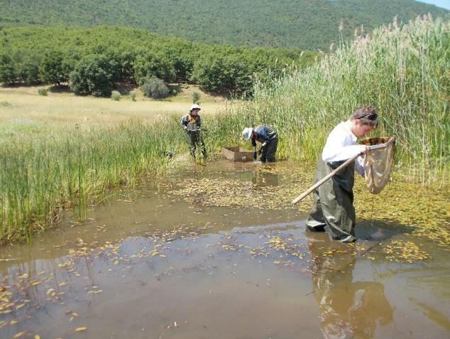 2.2. ΜΕΘΟΔΟΛΟΓΙΑ ΠΕΔΙΟΥ Οι δειγματοληψίες των αμφιβίων στις 13 προεπιλεγμένες θέσεις της Μικρής και της Μεγάλης Πρέσπας πραγματοποιήθηκαν κατά το διάστημα 20-26/6/2017.
