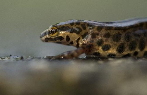 α) Bufo bufo, νεαρό άτομο,