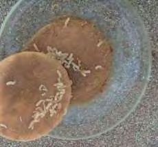 Εικόνα 2: Προνύμφες της μύγας της Μεσογείου σε υποστρώματα εμποτισμένα με τεχνητή τροφή Εικόνα 3: Νύμφες της μύγας της Μεσογείου 1.