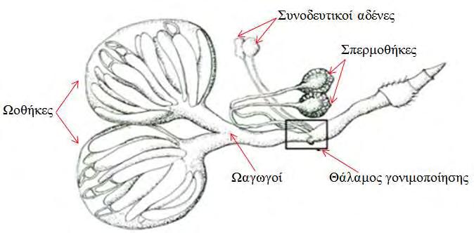 μέσω εκκρίσεων των συνοδευτικών αδένων πάνω από το θάλαμο γονιμοποίησης (Marchini et al., 2001). Εικόνα 6: Αναπαραγωγικό σύστημα θηλυκού της μύγας της Μεσογείου (Twig and Yuval, 2005 - Τροποποιημένη).