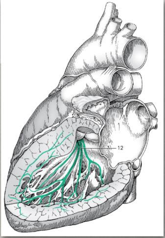 της καρδιάς To δεμάτιο του His μεταφέρει ηλεκτρικούς παλμούς από τον κολποκοιλιακό κόμβο στην κορυφή των θηλοειδών μυών μέσω των