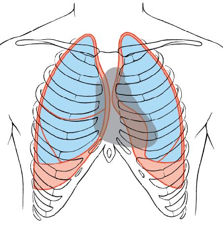 Θεση και ορια της καρδιας Όρια καρδιάς Τα 2/3 της καρδιάς βρίσκονται αριστερά της μέσης γραμμής Δεξιό όριο (πλάγιο όριο δεξιού κόλπου): 3η στερνοπλευρική διάρθρωση έως 6 η πλευρά, παράλληλα με το