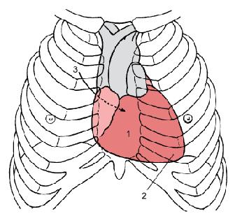 Πρόσθια επιφάνεια καρδιάς (στερνοπλευρική) Δεξιά κοιλία Δεξιός κόλπος - ωτίο Μικρό τμήμα της αριστερής κοιλίας κορυφή καρδιάς Μεσοκοιλιακή αύλακα: κλάδος αρ.