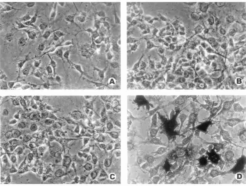 pcdna 3gT IM P21 CO S27 ( ), pcdna 3gT IM P21 CO S27 pcdna 3gT IM P21 CO S27 T 7 T IM P21 (F ig. 6), Sp 6 F ig.