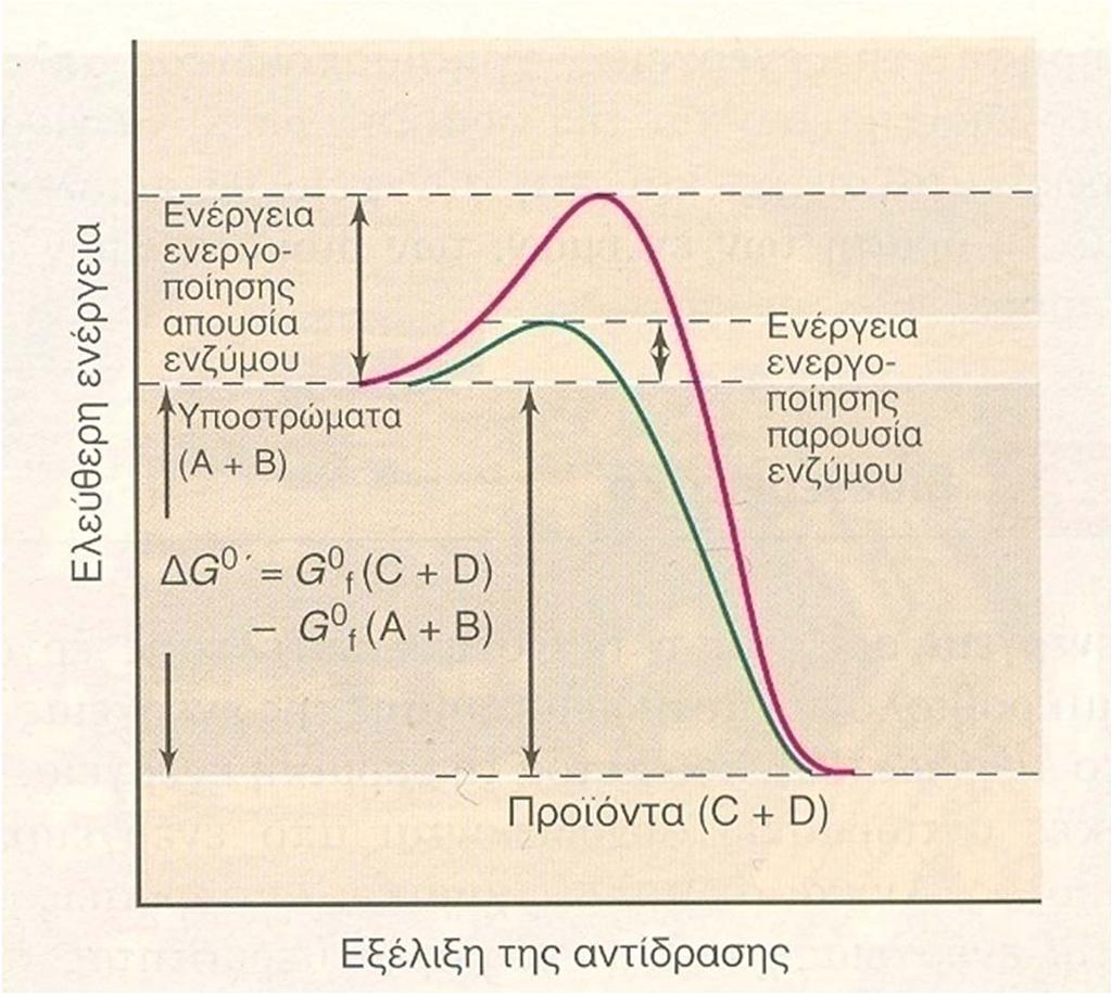 Kατάλυση και ένζυμα Πληθώρα χημικών αντιδράσεων δεν εκτελούνται αυθόρμητα, έστω και αν απελευθερώνεται ενέργεια,