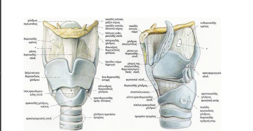 1.ο κρικοτραχειακός υμένας: συνδέει το κάτω χείλος του κρικοειδούς χόνδρου με τον πρώτο δακτύλιο της τραχείας. 2.