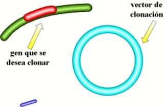 Unha encima de restricción cortou o xene e o plásmido,