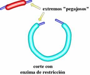 vector de clonación, realízase coa ADN-ligasas.