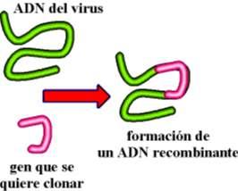 Virus Bacteriófagos Son virus que