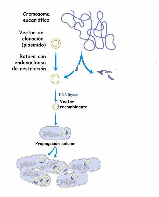 CLONACIÓN XÉNICA EN BACTERIAS OU AMPLIFICACIÓN XÉNICA Para introducir plásmidos de ADN recombinante formados in vitro ás células hópede,
