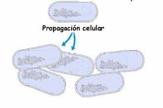 CLONACIÓN N DE ADN Transformación n da célula da célula c bacteriana hóspedeh Rotura con endonucleasa de rstricción,, separación n dos