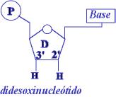 Determinación n da secuencia de nucleótidos no ADN Técnica de determinación n de cadea de Sanger (técnica do didesoxi) Denomínase tamén dos didesoxirribonucleótidos, por ser necesarios ditos