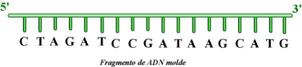 Para esta técnica necesítase: Como "molde" utilízase unha das cadeas do fragmento de ADN que se vai a secuenciar.