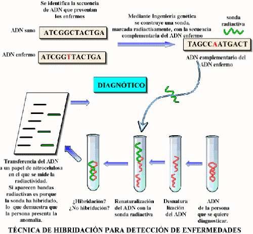 Diagnóstico de enfermidades de orixe xenético Entre outras serve para diagnosticar a hemofilia, a anemia falciforme, a distrofia muscular e a enfermidade de Huntintong.