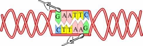 Algunhas encimas de restricción cortan as dúas cadeas do ADN no mesmo nucleótido, outras, en cambio, cortan cada cadea por lugares separados e, ó facelo, xeran extremos cohesivos, que permiten que as
