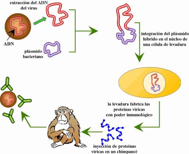 Moitas vacinas, como a da hepatite B, obtéñense actualmente por enxeñería xenética.