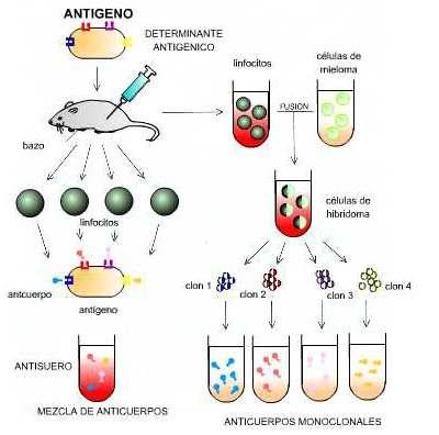 Os científicos saben desde hai moito tempo como estimular ós animais de laboratorio e ó home para que produzan anticorpos.