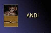 "ANDi" é o primeiro animal xenéticamente modificado na familia dos primates, naceu en
