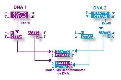 Unión entre fragmentos de