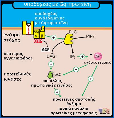 Prostaglandin FP Serotonin 5-HT1 & 5-HT5 Υποδοχείς Serotonin