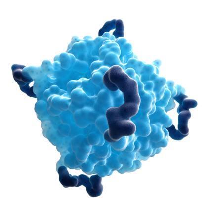 8 IDegLira Insulin