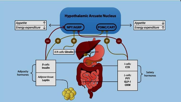 Εικόνα 6. Ο άξονας εντέρου-εγκεφάλου (gut-brain axis) Adv Nutr. 2016 Nov; 7(6): 1080 1089.