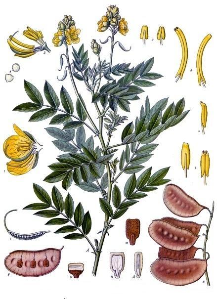 Φυτοχημική Ανάλυση - 2 η άσκηση Ποσοτικός προσδιορισμός σεννοσιδών σε φύλλα σέννης Η σέννα (Cassia acutifolia και C. angustifolia, οικ.