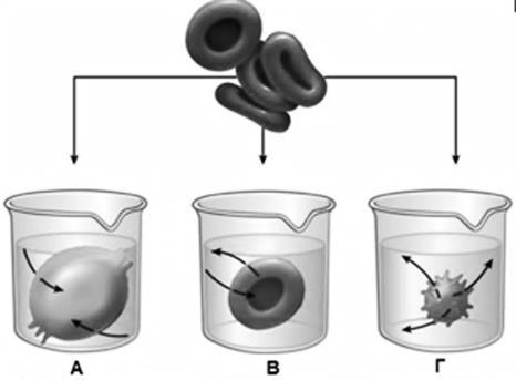 ΕΡΩΤΗΣΗ 12 α) Η εικόνα 12.1 απεικονίζει ερυθρά αιμοσφαίρια τοποθετημένα σε τρία διαφορετικά διαλύματα Α,Β, Γ. Εικόνα 12.