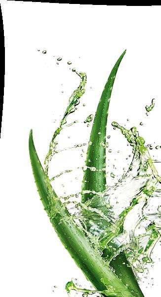 Λόγω του σχήματος του φύλλου της Aloe Vera, το φυτό έχει την ικανότητα να αποθηκεύει άφθονη υγρασία, η οποία μεταφέρεται με μεγάλη αποτελεσματικότητα στη σειρά περιποίησης.