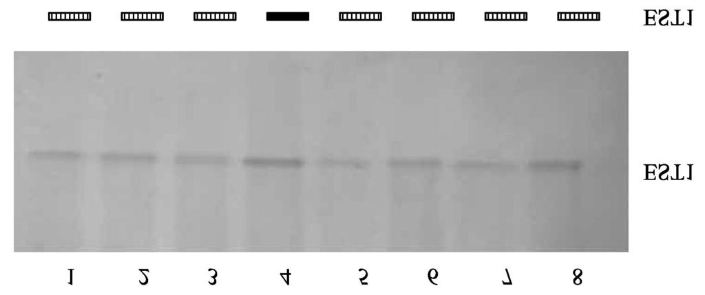 2 Electrophoretograms of EST isozyme at acute temperature changes, (showed the deep color band, Level 1 band) ;, (showed the light color band, Level 2 band) ;, ; (showed the lightest color band,