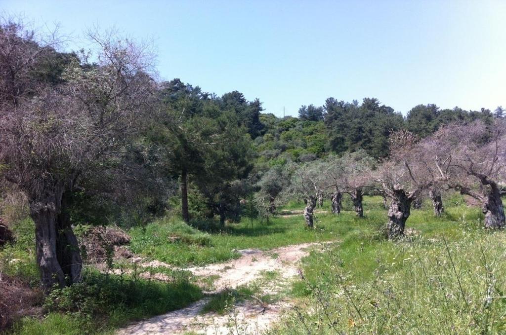 Εικόνα 7: Όψη εσωτερικά του οικοπέδου (βόρειο κομμάτι).
