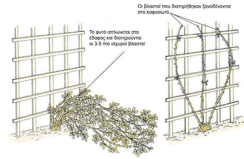 Σχήμα 6. Κλάδεμα θαμνώδους τριανταφυλλιάς Όταν συγκομίζονται τα άνθη, ο μίσχος θα αφαιρείται μέχρι ακριβώς πάνω από ένα σύνθετο φύλλο με πέντε φυλλάρια.