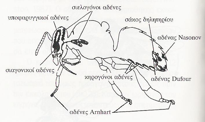 ΦΕΡΟΜΟΝΕΣ Φερομόνες εργάτριας Φερομόνες