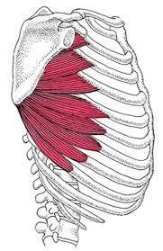Πρόσθιος οδοντωτός μυς Εκφύεται από τις 1η - 9η πλευρά και καταφύεται στο νωτιαίο χείλος της ωμοπλάτης καθώς και στην άνω και κάτω γωνία της ωμοπλάτης. Ενέργεια: Στηρίζει την ωμοπλάτη στον κορμό.