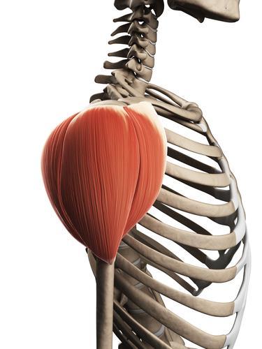 Δελτοειδής μυς 1 Με τις διάφορες μοίρες του επιτελεί ιδιαίτερα σημαντική δυναμική λειτουργία: συμμετέχει σε όλες τις κινήσεις της άρθρωσης του ώμου.