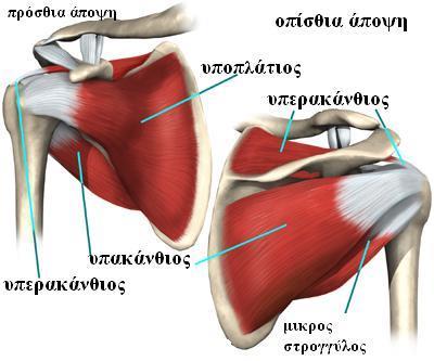 Υπακάνθιος μυς Έκφυση: υπακάνθιος βόθρος της ωμοπλάτης. Κατάφυση: μέσο εντύπωμα του μείζονος βραχιονίου ογκώματος. Νεύρωση: υπερπλάτιο νεύρο.