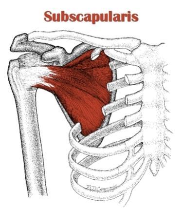 Υποπλάτιος μυς Έκφυση: υποπλάτιος βόθρος. Κατάφυση: έλασσον βραχιόνιο όγκωμα. Νεύρωση: υπερπλάτια νεύρα.
